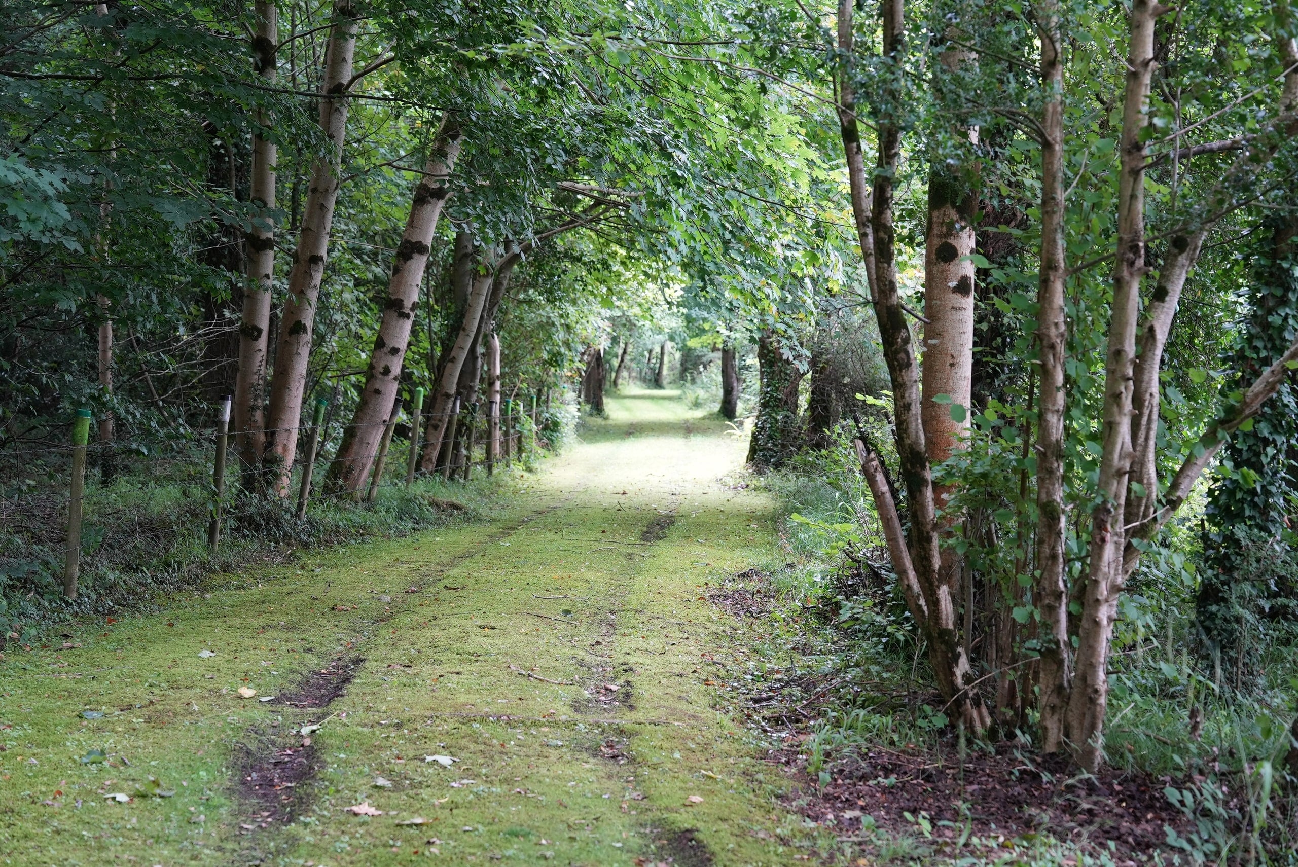 A long tree-lined grass track through the grounds