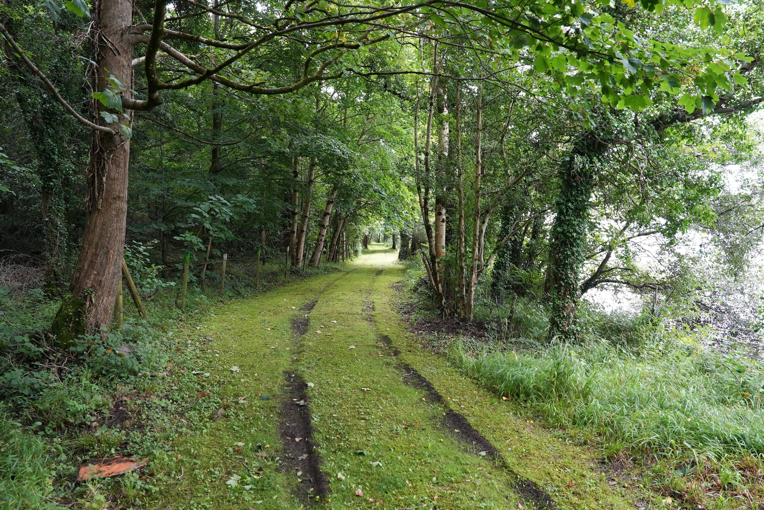 A grass track beneath mature trees beside the lough