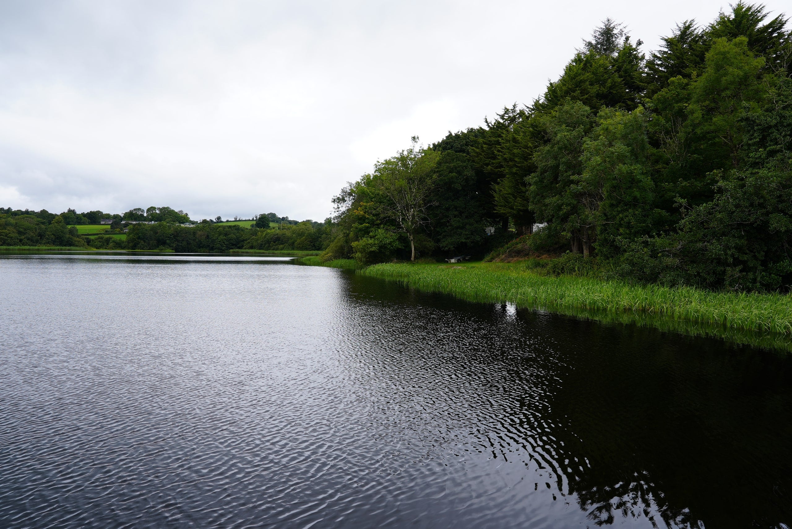 Water and reeds along the tree-lined shore
